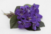 Violet, Sweet violet, Viola odorata.