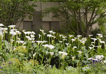 Chelsea Flower Show 2013, East Village garden, Designers Michael Balston and Marie-Louise Agius. Gold medal