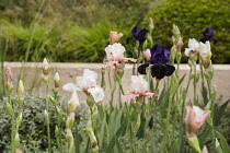 Chelsea Flower Show 2013, Laurent Perrier garden, Designer Ulf Nordfjell. Gold award