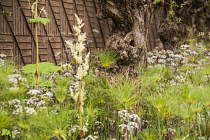 Chelsea Flower Show 2013, B&Q Sentebale ‘Forget-me-not’ Garden, Designer Jinny Blom. Sentebale is Prince Harry's charity. Silver Gilt Flora medal