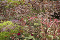 Chelsea Flower Show 2013, M&G Centenary, Designer Roger Platts. Gold medal