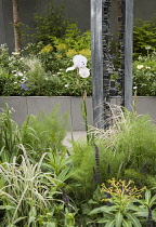 Chelsea Flower Show 2013, Fera - Stop the spread, Designer Jo Thompson. Silver Flora medal