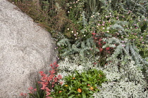 Chelsea Flower Show 2013, Trailfinders Australian garden, Flemings nurseries, Designer Philip Johnson. Gold medal and Best in Show