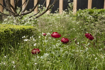 Chelsea Flower Show 2013, Daily Telegraph garden, Designer Christopher Bradley Hole