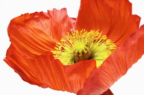 Papaver croceum, Oranage coloured Papaver nudicaule Icelandic Poppy shot against white background.