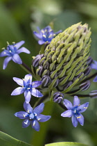 Cone shaped cluster of Scilla peruviana, individual flowers begining to open below others still in bud.