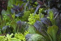 Mustard greens growing with Purple basil.