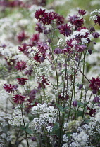 Aquilegia vulgaris 'Nora Barlow' growing amongst umbels of small, white flowers of Anthriscus sylvestris, cow parsley.