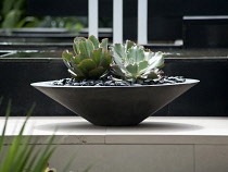 Chelsea Flowershow 2009, The Canary Islands Spa Garden designed by James Wong and David Cubero of Amphibian Design. Echeveria cultivar growing in shallow bowl standing on stone structure.