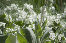 Verbascum bombyciferum 'Arctic Summer' growing amongst white flowers of Matthiola incona, scented stock. Leaves and flower stem covered in silvery-white hairs giving appearance of softness.