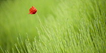 Single, scarlet poppy growing amongst green stems.