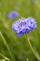 Single Blue colored Cornflower, Centaurea cyanus, shot outside in a field of grass.