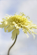 Pale yellow scabious flower, Cephalaria gigantea against blue sky with white cloud.