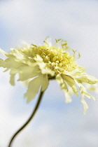 Pale yellow scabious flower, Cephalaria gigantea against blue sky with white cloud.
