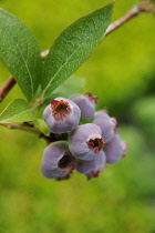 Ripening purple berries of Blueberry, Vaccinium corymbosum.