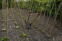 Bamboo structure providing support for Runner bean plants with traditional wheel hoe in between rows.