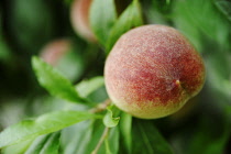 Peach, Prunus persica growing from tree.