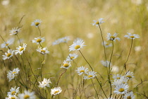 Ox-eye daisies growing together.