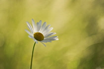 Single Ox-eye daisy in dappled sun and shade.