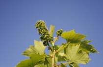 Vitis vinifera grape vine with small flowers and developing fruit.