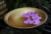 Flowers of Moth orchid floating in water in copper coloured dish.