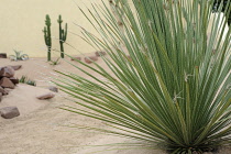 Hampton Court Flowershow 2009 'Deserts Delight' garden designed by Jack Dunkley. Dasylirion wheeleri, cropped view of rosette of narrow, spiny edged leaves.