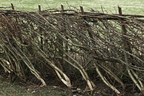 Hazel, Corylus avellana, cut and laid for hedging.