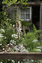 Chelsea Flowershow 2009, The Fenland Alchemist's Garden, Gold medal winner Best Courtyard Garden, designed by Stephen Hall and Jane Besser. Informal planting with building exterior and window part seen behind. Rail of wooden fence in foreground.