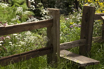 Wooden stile set into fence leading to area of soft, informal planting including cow parsley, fennel and wild grasses.