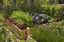 Raised vegetable beds growing variety of crops including lettuce, carrots, cabbage, peas, chives and leeks. Stepover, horizontally trained fruit tree part seen in corner of foreground.