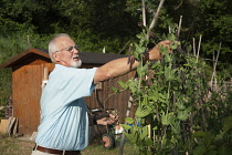 Man picking purple pods of peas growing up bamboo wigwam.