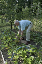 Man bending to pick yellow courgette from plant growing in vegetable bed.