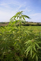 Hemp plant, Cannabis sativa growing as crop.