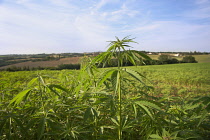 Hemp plant, Cannabis sativa growing as crop.