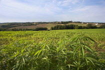 Hemp plant, Cannabis sativa growing as crop.