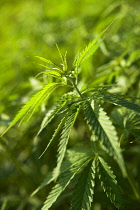 Hemp plant, Cannabis sativa growing as crop.