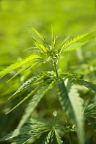 Hemp plant, Cannabis sativa growing as crop.