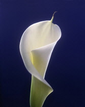 Studio shot of furled white form of spathe or floral bract.