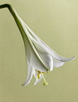 Close shot of funnel shaped white flower of Easter lily, Lilium longiflorum.