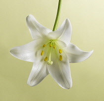 Close studio shot looking into open flower of Easter lily, Lilium longiflorum