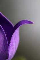 Close cropped, part view of outward curved petal of Balloon flower.