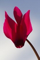 Single flower of Cyclamen cultivar against pale blue sky with petals translucent in sunshine.
