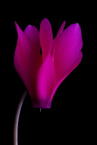 Single flower of Cyclamen cultivar.