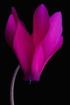 Single flower of Cyclamen cultivar.