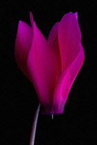 Single flower of Cyclamen cultivar.