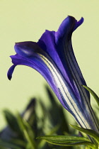 Single, funnel shaped flower of Gentiana sino-ornata Shot Silk of rich blue colour striped with white.