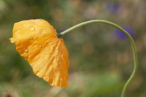 Single flower of Icelandic poppy on slender, curved stem with water droplets over crumpled surface of petals.