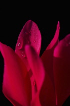 Close cropped view of single flower of Cyclamen cultivar with water droplets on petal surface.