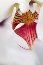 Close, cropped view of Phalaenopsis cultivar with pink and yellow spotted lip and callus.
