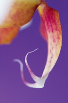 Close, cropped view of pink and yellow spotted lip of Phalaenopsis cultivar.